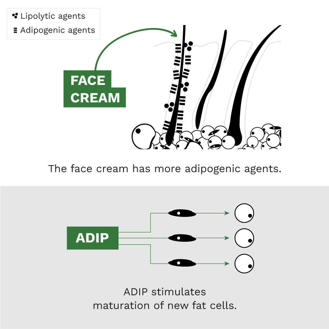 Adipeau  Volume Cream